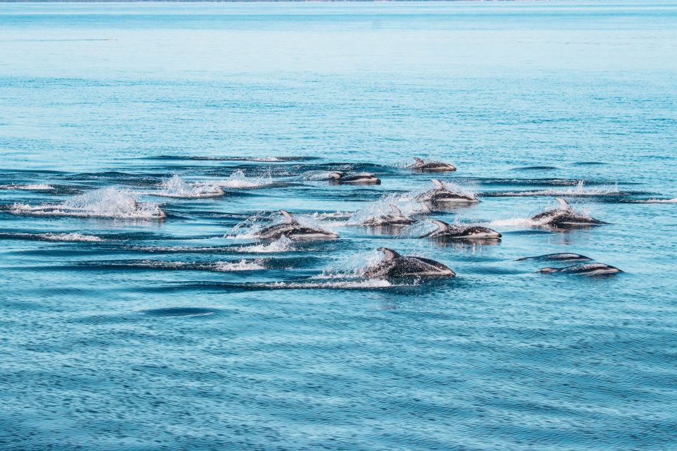 Telegraph Cove: Half-Day Whale Watching Tour - Language and Communication