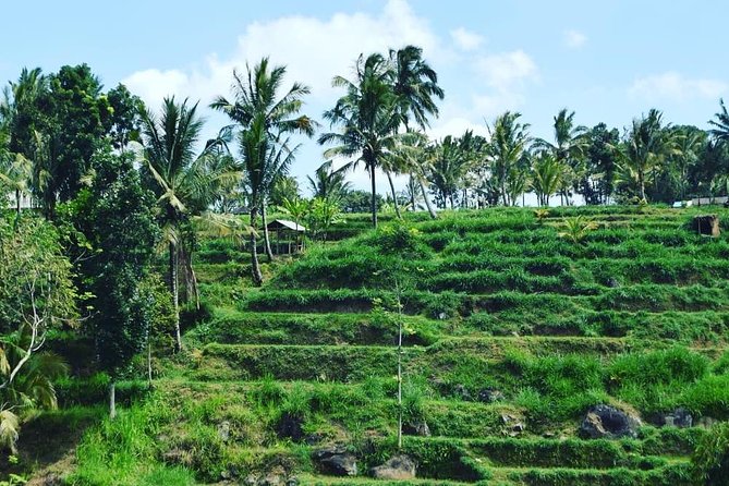 Tetebatu Walking Tour - Rice Terraces, Waterfall & Monkey Forest - Booking and Logistics