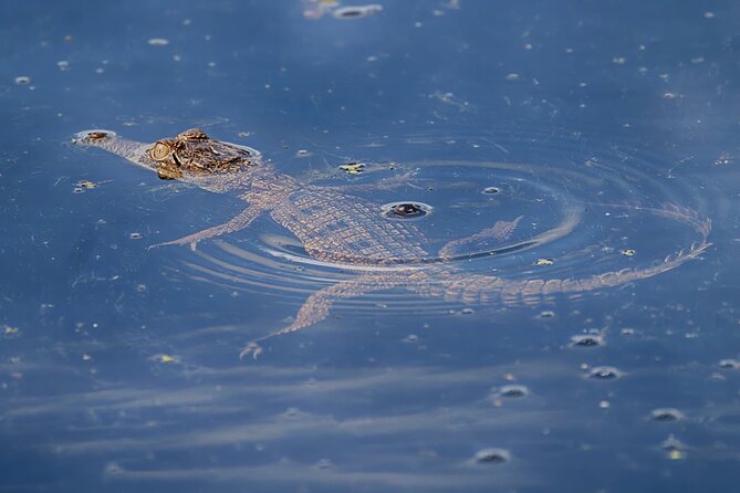 The Croc Bus to the Famous Jumping Crocodile Cruise - Booking Details