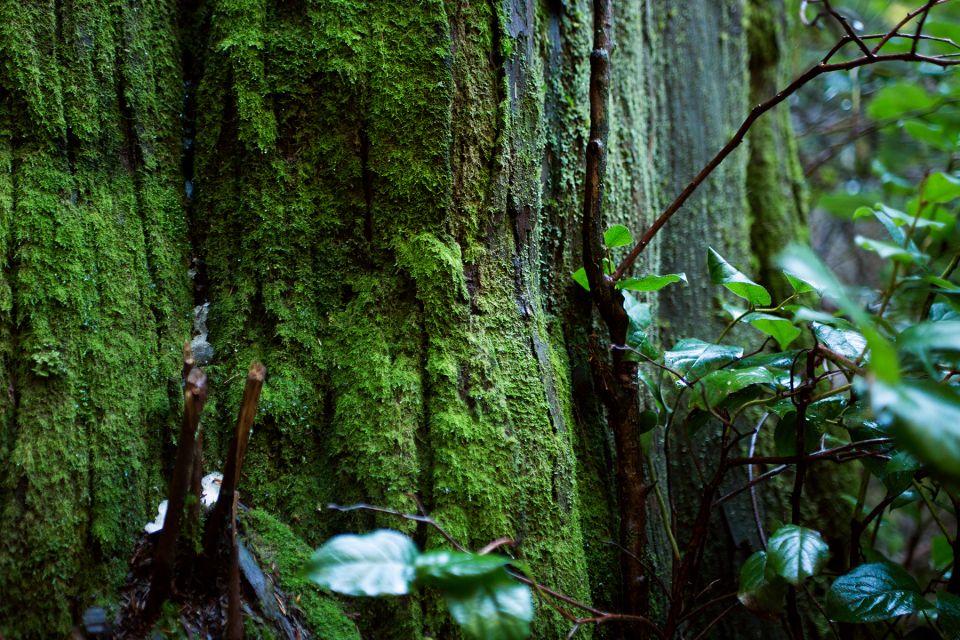 The Dark Secrets of Stanley Park Tour - Chilling Tales Unearthed