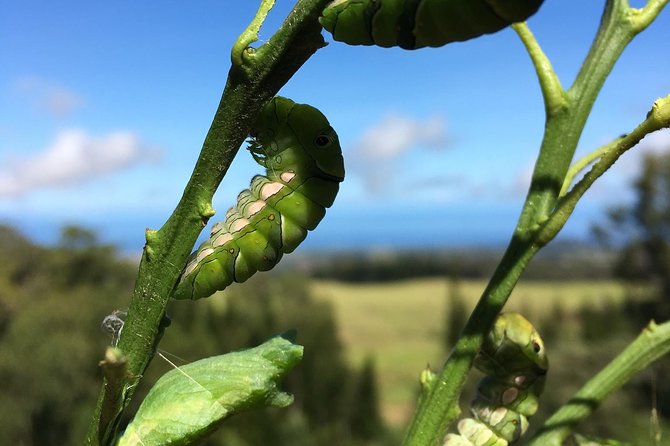 The Maui Butterfly Farm Tour! - Additional Details