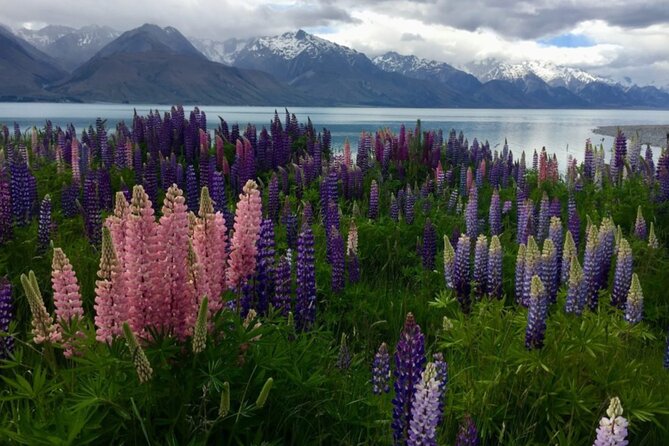 Timaru to Lake Tekapo Scenic Day Tour - Booking and Contact Information
