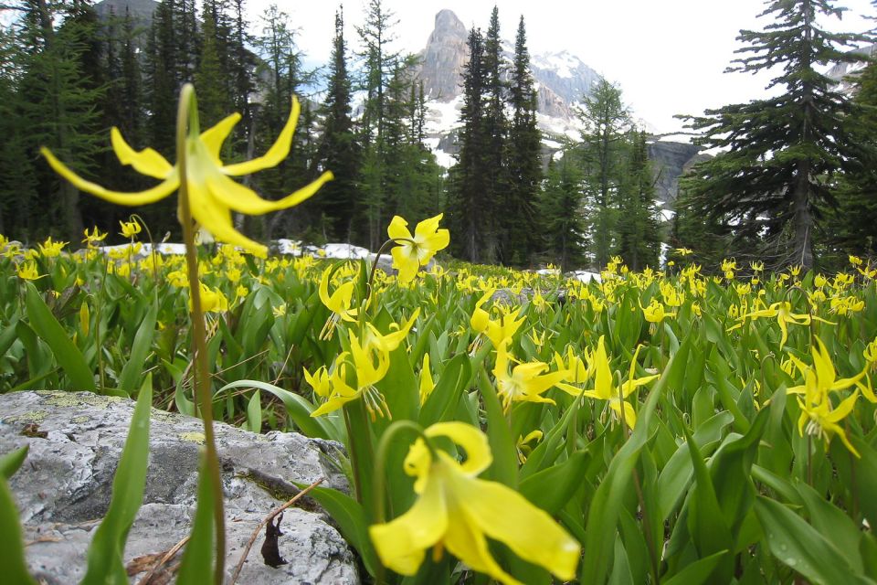 Tunnel Mountain Trail: Nature Tour With Audio Guide - Feedback