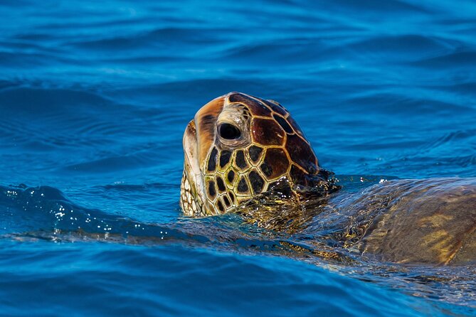 Turtle Canyon Reefs Snorkeling Catamaran Tour From Honolulu  - Oahu - Booking and Logistics