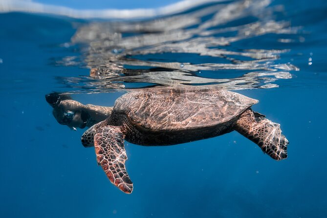 Turtle Canyon Snorkel (Semi Private Boat Tours) - Recommendations