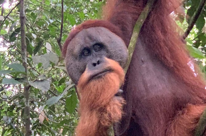 Two Days Orangutans Adventure in Gunung Leuser - Expert Guided Tours