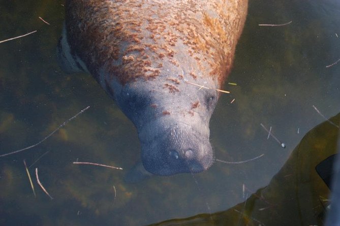 Two-Hour Everglades National Park Dolphin, Birding and Wildlife Boat Tour - Cancellation Policy and Travel Experience