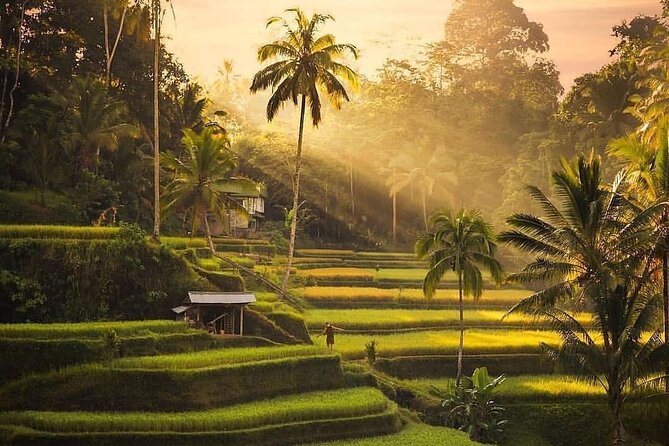 Ubud Bali Tour: Monkey Forest, Rice Terrace & Jungle Swing - Safety Precautions