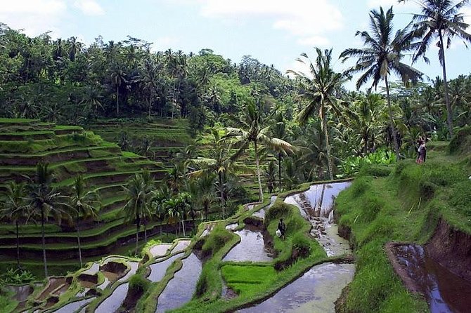 Ubud in a Day: Rice Terrace, Holy Water Temple, Waterfall, Arts - Experience Balinese Culture