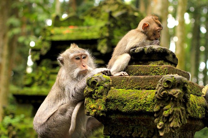 Ubud Monkey Forest and White Herons Colony Half-Day Tour - Visit to Sacred Monkey Forest