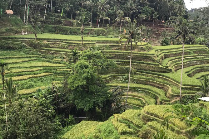 Ubud Private Tour - Best Of Ubud - Bali Culture Tour - Support and Assistance