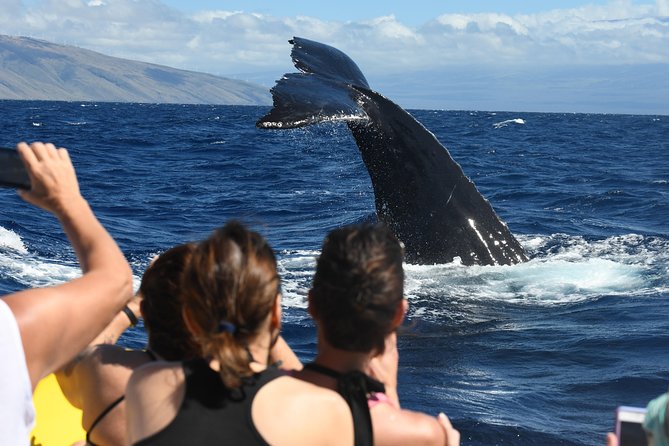 Ultimate 2 Hour Small Group Whale Watch Tour - Whale Sightings