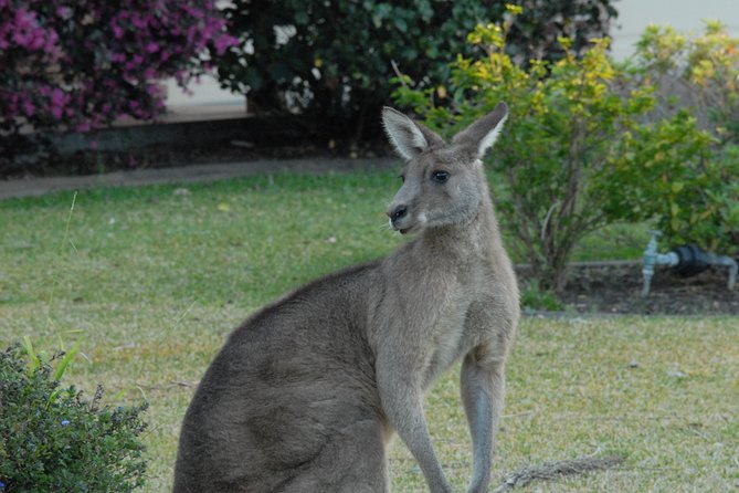 Urban Kangaroos - Common questions