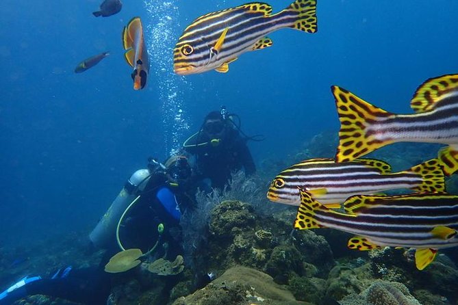 USS Liberty Shipwreck Scuba Diving at Tulamben Bali - Booking & Pricing Information