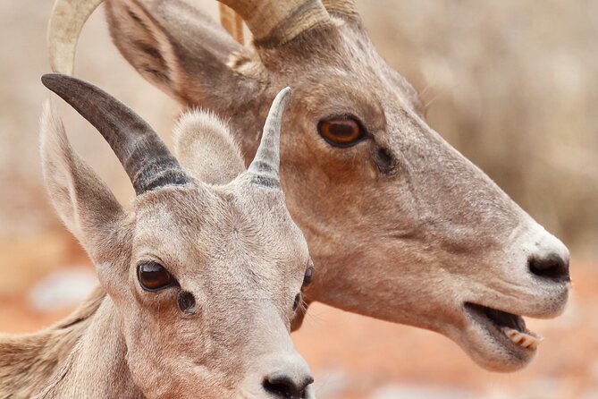 Valley of Fire and Seven Magic Mountains Day Tour From Las Vegas - Common questions