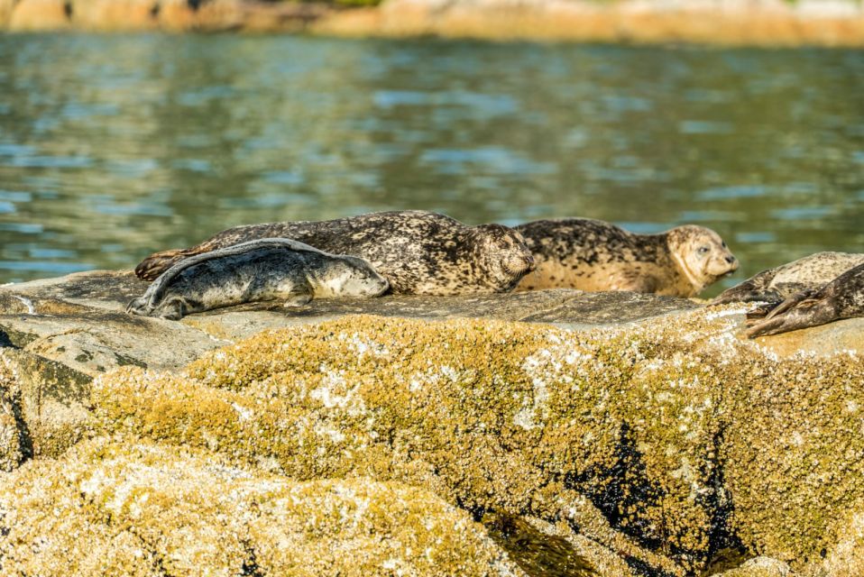 Vancouver: City and Seal Boat Tour - Review Summary