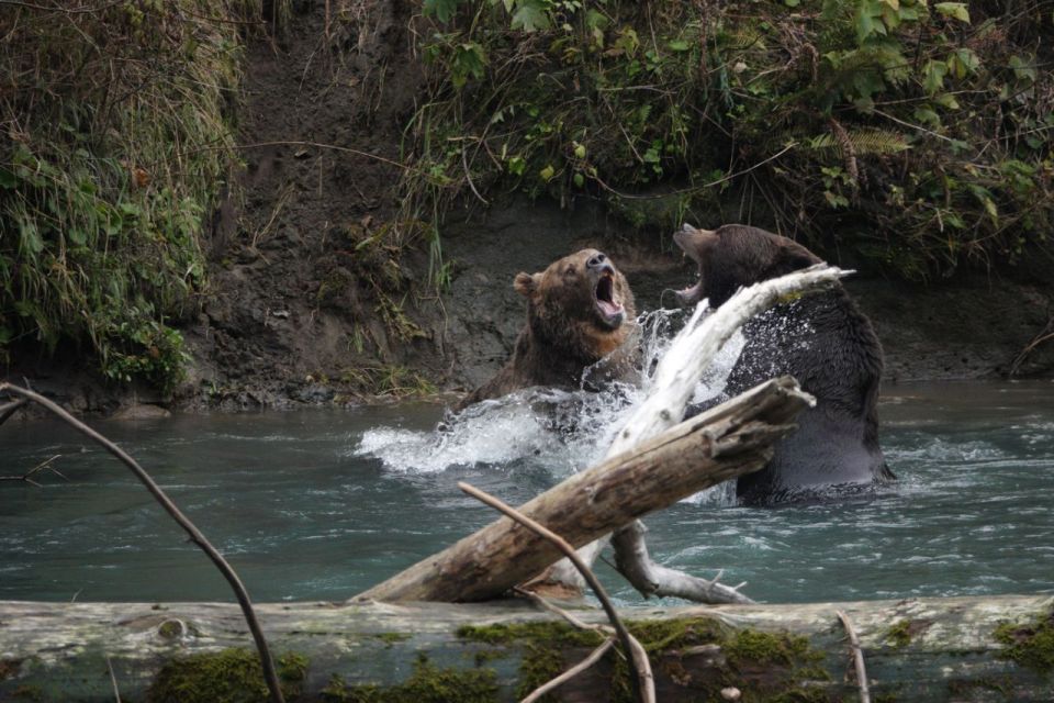 Vancouver Island: Full-Day Grizzly Bear Tour at Toba Inlet - Highlights