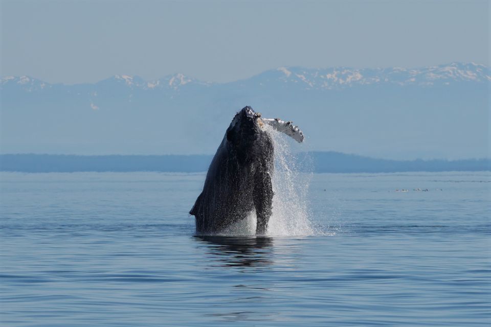 Vancouver Island: People Water Land - Indigenous & Whales - Marine Wildlife Encounter