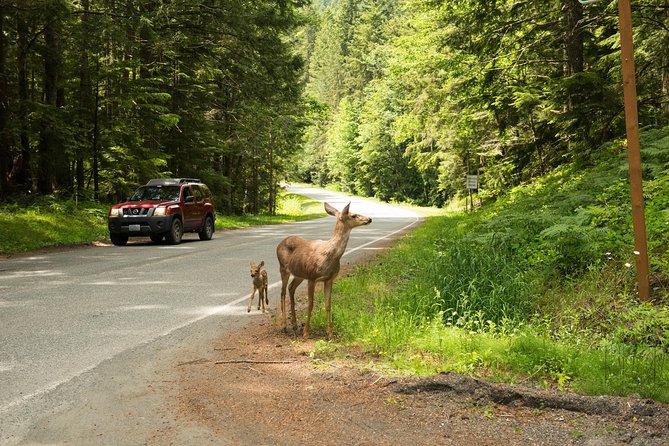 Viator Exclusive Tour- Olympic National Park Tour From Seattle - Special Occasion Tours With Kevin