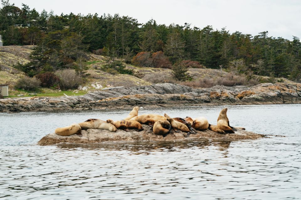 Victoria: 3-Hour Whale Watching Tour in a Zodiac Boat - Restrictions