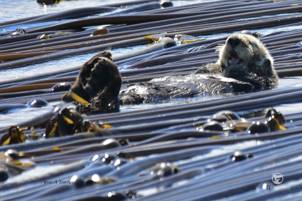 Victoria: 3-Hour Whale Watching Tour - Common questions