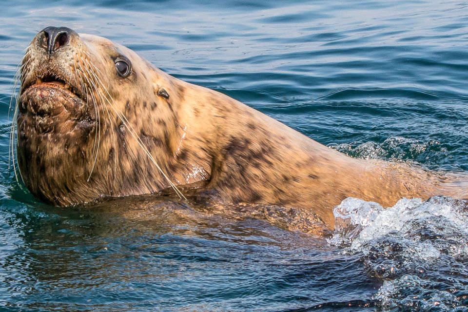 Victoria: 3-Hour Zodiac Whale-Watching Tour - Customer Reviews