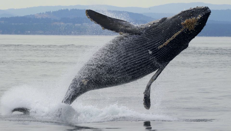 Victoria, BC: 3-Hour Ultimate Whale & Marine Wildlife Tour - Customer Testimonials