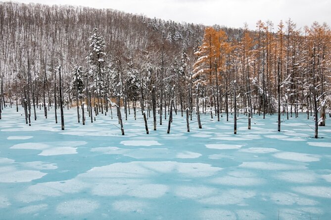 Visit Asahiyama Zoo, Fascinating Aoi-Ike and Shirohige Falls! - Booking Details and Tour Information