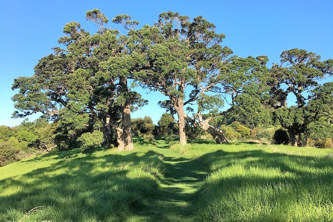 Waiheke Island Bush & Beach Walk - Reviews and Testimonials