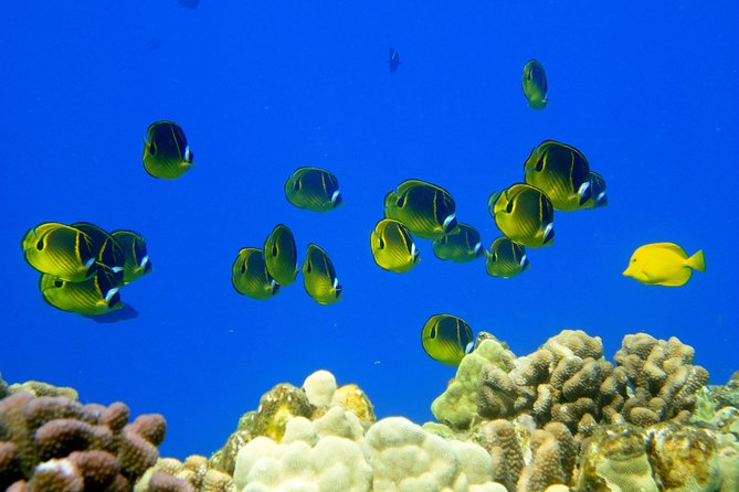 West Maui Snorkeling Experience by Boat From Kaanapali - Directions