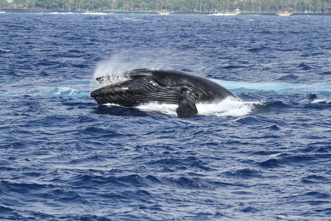 Whale Watch Cruise Aboard the Majestic by Atlantis Cruises - Host Responses and Invitations