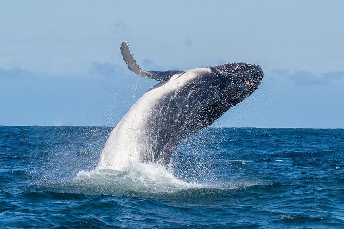 Whale Watching Boat Trip in Sydney - Safety Precautions