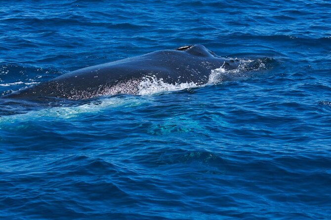 Whale Watching Busselton - Traveler Reviews