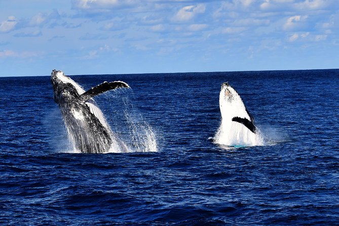 Whale Watching Cruise From Redcliffe, Brisbane or the Sunshine Coast - Customer Feedback and Reviews