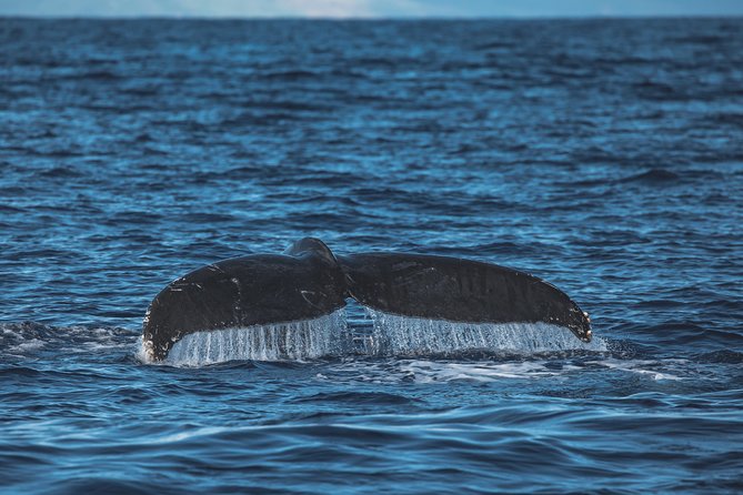 Whale Watching Cruise With Open Bar From Kaanapali Beach - How to Book