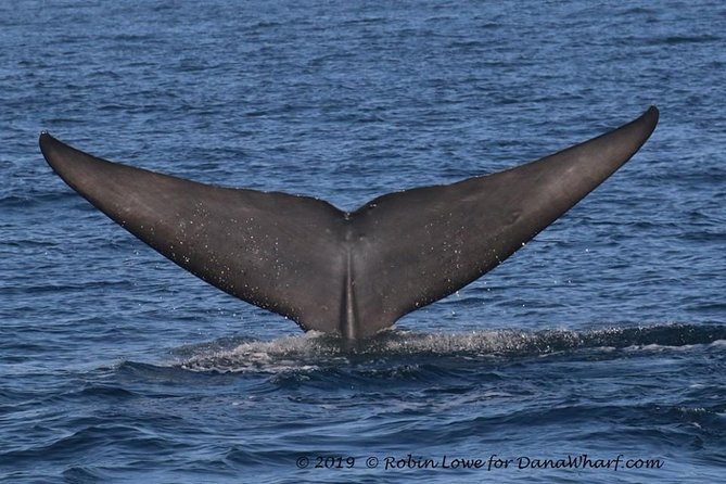 Whale Watching Excursion in Dana Point - Customer Reviews