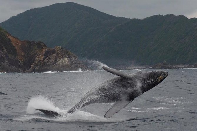 Whale Watching From Maalaea Harbor - Common questions