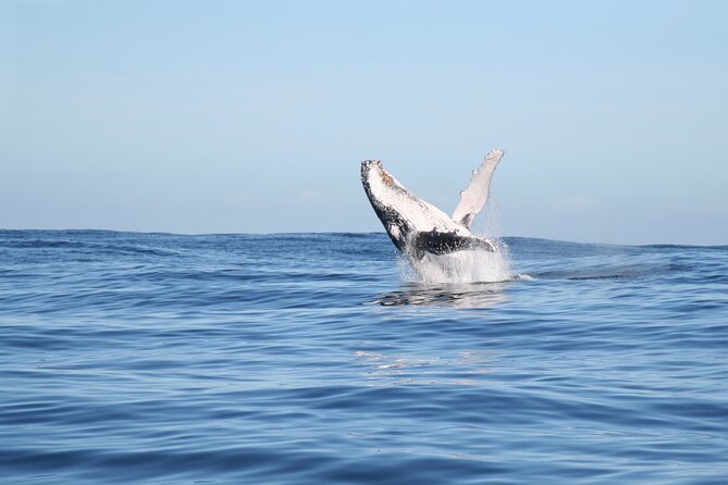 Whale Watching Gold Coast - Safety Guidelines and Regulations