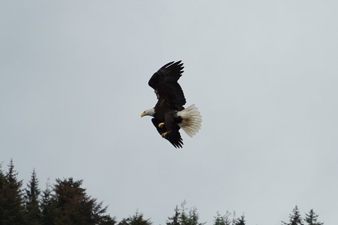 Whale-Watching, Icy Point, Hoonah , Whales, Orca, Killer-Whales. - Logistics and Inclusions