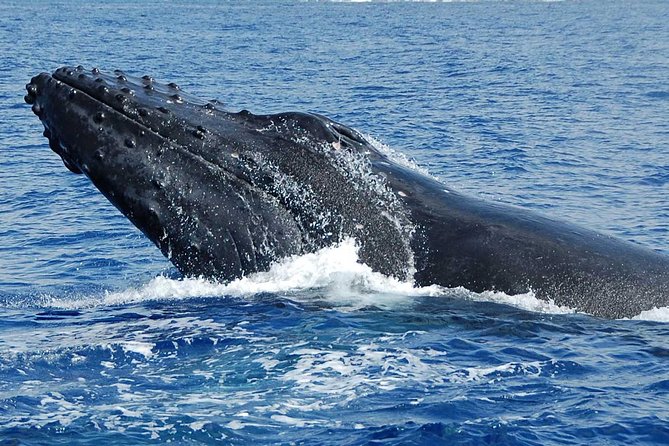 Whale Watching On The Big Island - Regulations and Conservation Efforts