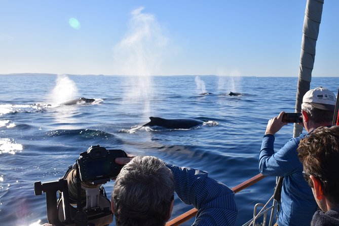 Whale Watching Sailing Experience in Sydney - Additional Details