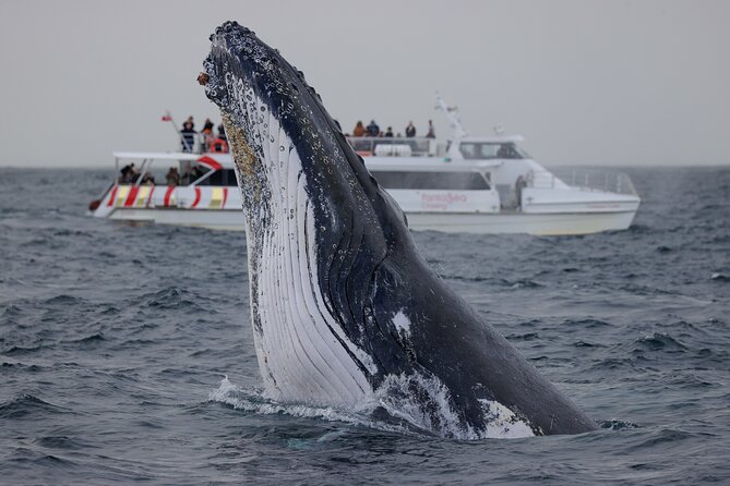Whale Watching Sydney 2-Hour Express Cruise - Common questions