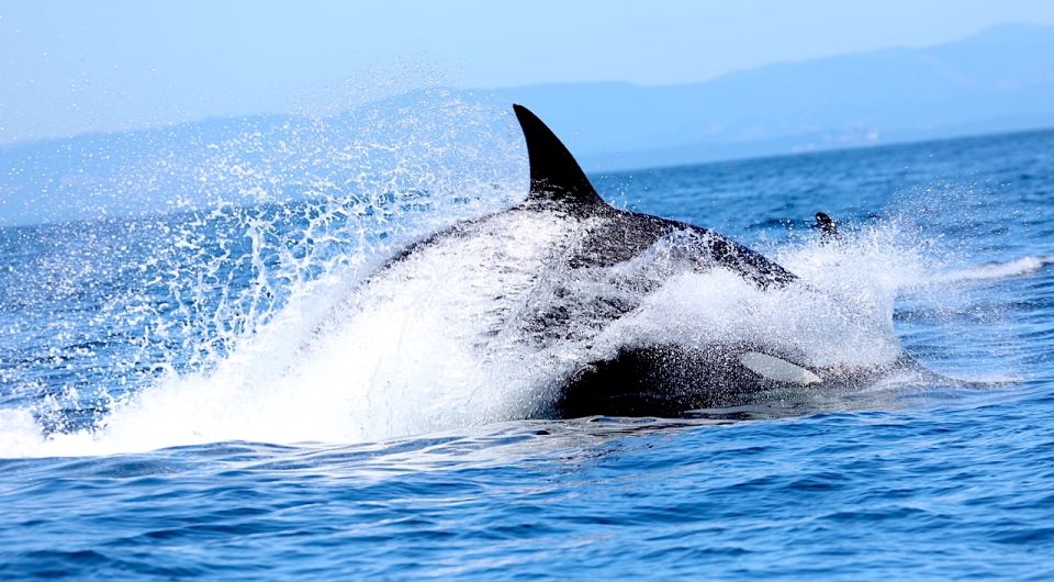 Whale Watching Tour in Victoria, BC - Review Summary