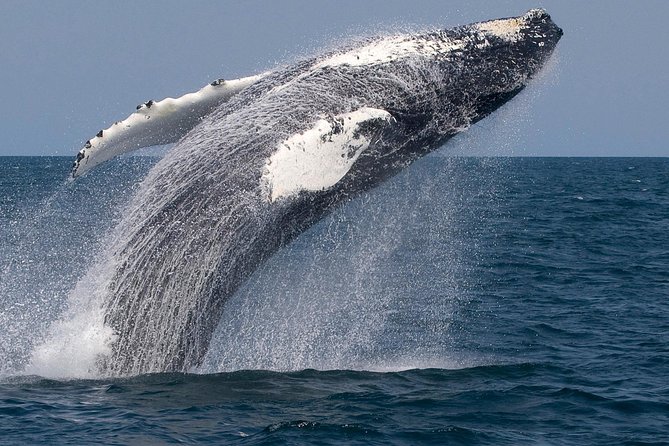 Whale Watching Trips to Stellwagen Bank Marine Sanctuary. Guaranteed Sightings! - Important Logistics Information