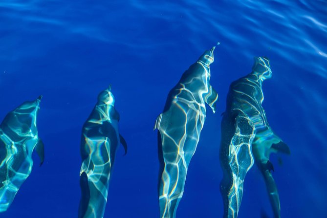Wild Dolphin Watching and Snorkel Safari off West Coast of Oahu - Tour Experience Details