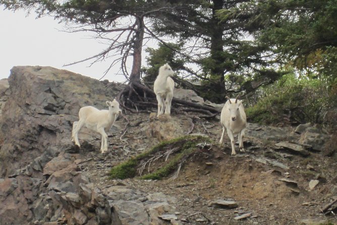 Wildlife and Glaciers With a Walk in the Rainforest - Anchorage Visitors Center Meeting Point