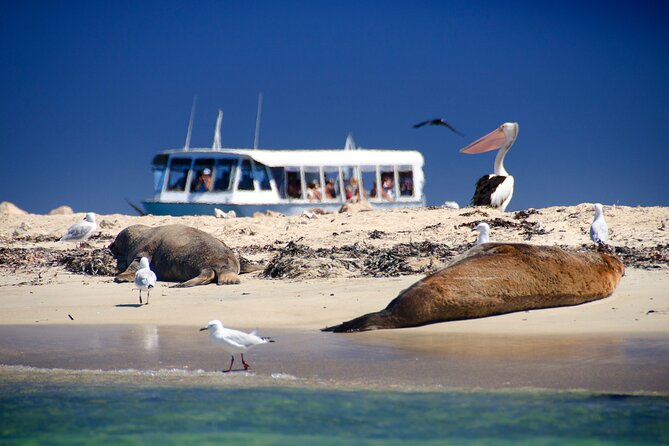 Wildlife Cruise of Shoalwater Islands With Penguin Feeding  - Perth - Booking Information