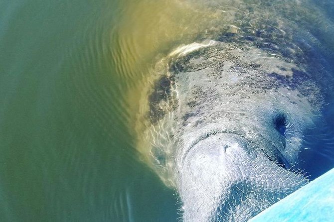 Wildlife Refuge Manatee, Dolphin & Mangrove Kayak or Paddleboarding Tour! - Cancellation and Weather Policies