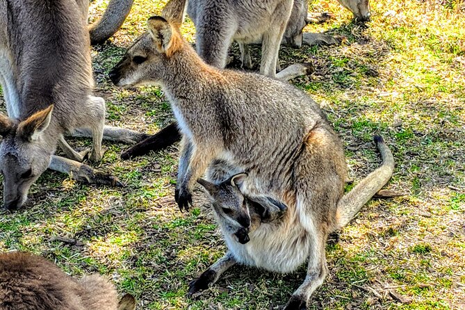 Wildlife, Waterfalls and Wine Day Tour From Sydney - Value for Money