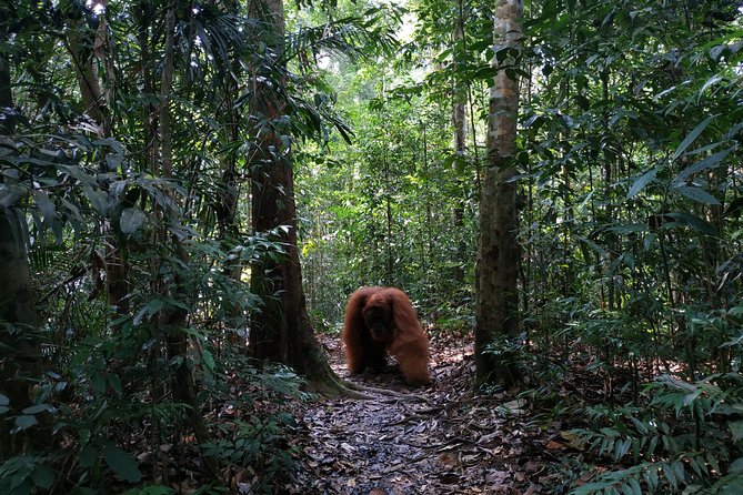 Wonderful 7 Days North Sumatra Tour (Include: 2 Days 1 Night Jungle Trekking) - Wildlife Encounters